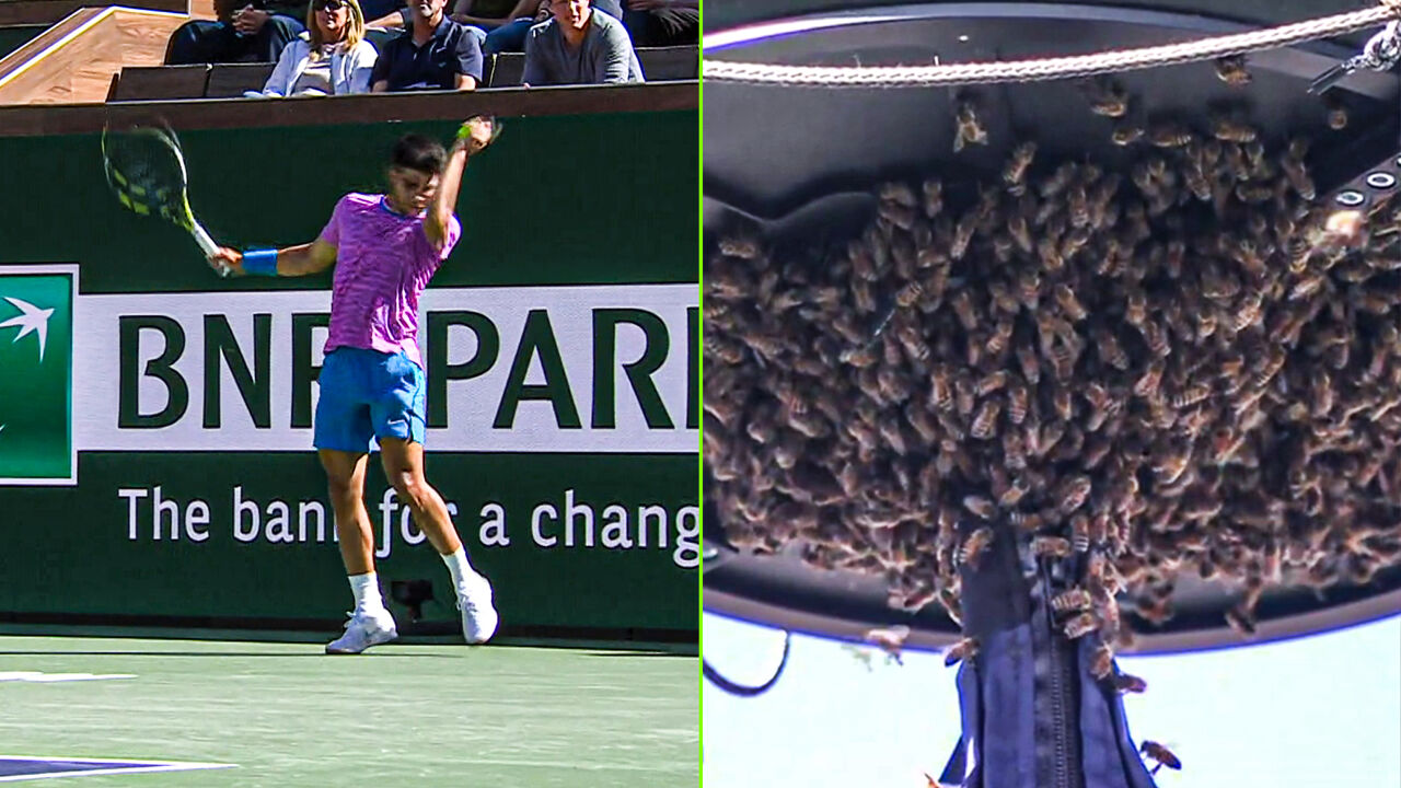 As if it were a horror movie: a mass of bees attack the tennis star Alcaraz and sting him in the head, and the exterminator becomes a hero.