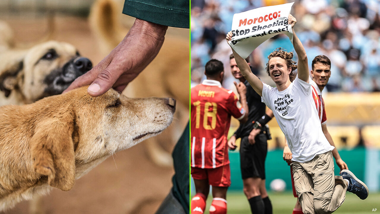 Schokkend: Honden Afgeslacht in Marokko voor WK 2030 - Dorpen Veranderen in Bloedbad