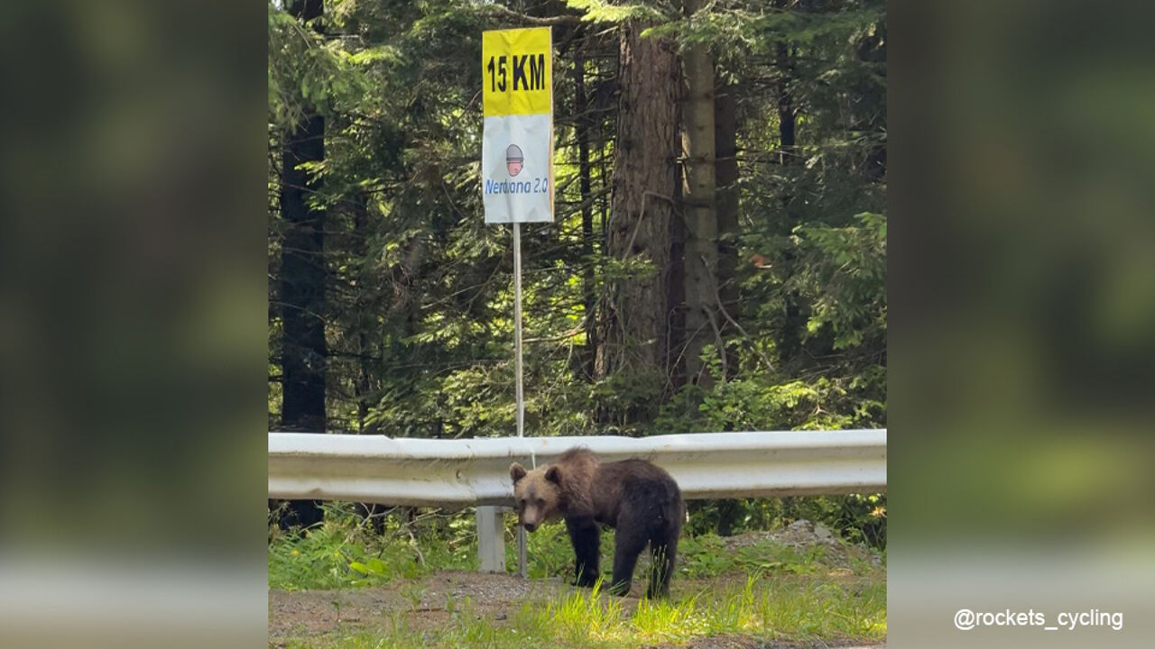 Op bezoek in berenland: wilde dieren gespot tijdens Sibiu Tour in Roemenië